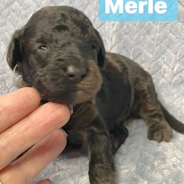 Curry - Merle male Goldendoodle puppy in Greenville, South Carolina from Law Doodles of SC