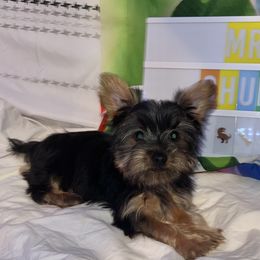Mr Chums - Black and gold Yorkshire Terrier puppy in Cleveland, Ohio from My Exotic Yorkies LLC