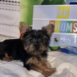 Mr Chums - Black and gold Yorkshire Terrier puppy in Cleveland, Ohio from My Exotic Yorkies LLC
