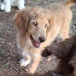 Vivienne - Apricot female Aussiedoodle puppy in Grand Saline, Texas from Aussies Acre