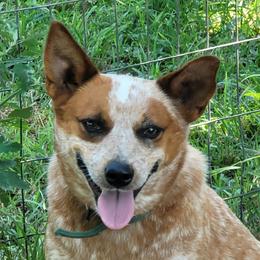 RTR Bentley - Australian Cattle Dog