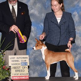 Basenjis from Genesis Sighthounds
