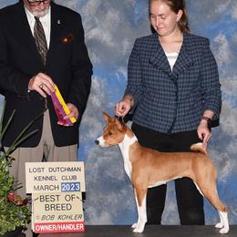 Basenjis from Genesis Sighthounds