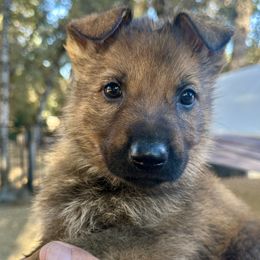 German Shepherd Puppies from Elite Haus K9