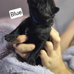Blue Collar Male - Gold brindle male Dutch Shepherd puppy in Dallas, Georgia from Bluestone Creek Dutch Shepherds