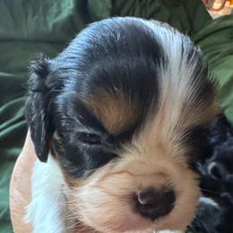 Oreo - Tri-color female Cavalier King Charles Spaniel puppy in Mt Jackson, Virginia from Carters Cavaliers