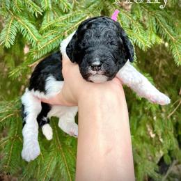 Holly - Parti female Poodle puppy in Wilkes Barre, Pennsylvania from Apricity Poodles