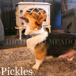 Pickles - Pembroke Welsh Corgi