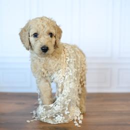 Ol' Glory - Apricot female Goldendoodle puppy in Seffner, Florida from Gold Diamond Pup