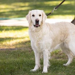 Babette Jr - Golden Retriever