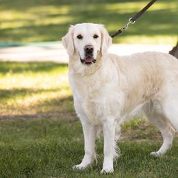 Babette Jr - Golden Retriever