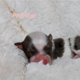 Prancer - Blue merle female Aussiedoodle puppy in Foxworth, Mississippi from Ten Mile Aussies