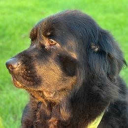 AKC Girl 1 - QUEEN - Black female Newfoundland puppy in Marshall, Missouri from Majestic Gentle Giants
