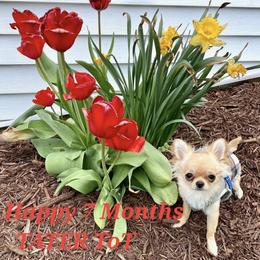 Chihuahua Puppies from Bayberry Chihuahuas