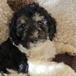 Poodles from Gypsy Moon's Legacy