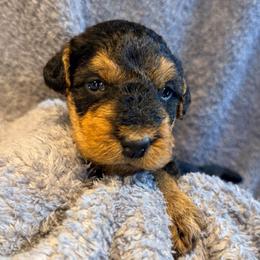 Yellow aka Lodi - Black and tan female Airedale Terrier puppy in Mooresville, North Carolina from Farm 55