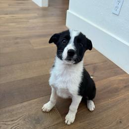 Elsa - Black and white female Border Collie puppy in Austin, Texas from Abundant Life Ranch Border Collies