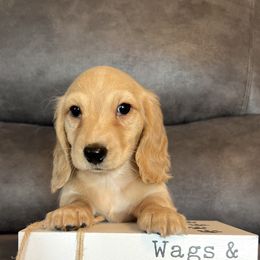 Penny - Cream female Dachshund puppy in Stuart, Iowa from Johnson Family Corgis and more
