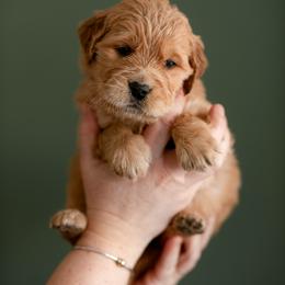 German Shepherd, Goldendoodle, and Golden Retriever Puppies from Silver Pines Pups