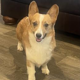 Kit - Pembroke Welsh Corgi