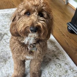 Joey - Goldendoodle