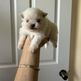 Pomeranian puppies from Moon Ranch Puppies