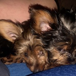 Yorkshire Terrier Puppies from Cutest AKC AZ Yorkies