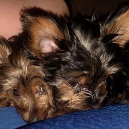 Yorkshire Terrier Puppies from Cutest AKC AZ Yorkies