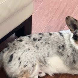 American Corgis and Cardigan Welsh Corgis from BeauCoup Corgis