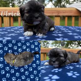 Ulrick - Cream male Lhasa Apso puppy in Cincinnati, Ohio from Shangri-La Lhasa Apsos