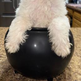 Happy - White female Poodle puppy in Akeley, Minnesota from Blessed Acres Miniature Poodles