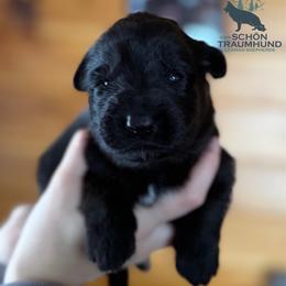 Gala - Black female German Shepherd puppy in Garland, Maine from Vom Schön Traumhund