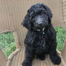 Ace - Phantom male Poodle puppy in Aurora, Colorado from Simply Amazing Doodles