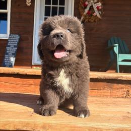 Gray - Pink Collar - Gray male Newfoundland puppy in New York from Johnson Farms
