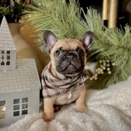French Bulldogs from Fabulouslee French