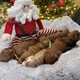 Burgundy - Red  female Goldendoodle puppy in Southampton, Pennsylvania from Pumpkin Patch Doodles
