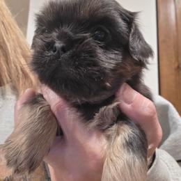 Ben - Blue male Shih Tzu puppy in Carrollton, Ohio from Becker Hollow