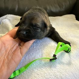 Boy 6 - Sable male German Shepherd puppy in Denver, Colorado from Morales Kennels