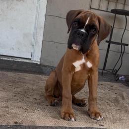 Oliver - Fawn male Boxer puppy in Seward, Nebraska from Rorschach Boxers