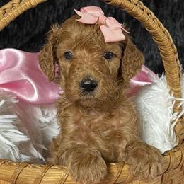 Lt. Pink girl - Red  female Poodle puppy in Bowling Green, Kentucky from Ritzy Red Poodles