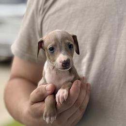 Boy 2 - Blue fawn male Italian Greyhound puppy in Sugar Valley, Georgia from Pinnacle Farm and Kennel
