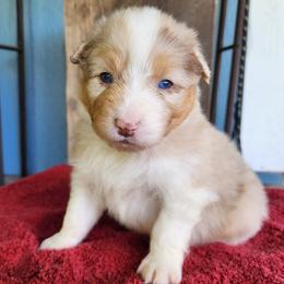 Green Boy (waiting for you to name him) - Red merle male Australian Shepherd puppy in Canby, Oregon from Minuet Australian Shepherds