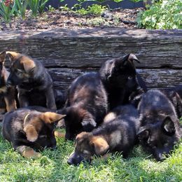 German Shepherd Puppies from vom Wenner Haus