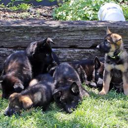 German Shepherd Puppies from vom Wenner Haus
