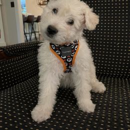 Pumi Puppies from Karizma Pumik