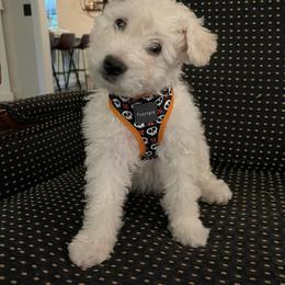 Pumi Puppies from Karizma Pumik