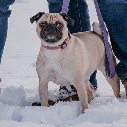 Rose - Pug