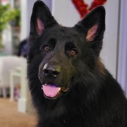 Recon - German Shepherd
