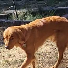 PIPER - Golden Retriever