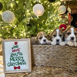 5th Choice - Black white and tan male Beagle puppy in Monticello, Georgia from Beaglelove